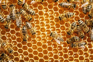 If you have bees or birds living in your chimney, call Weststar Chimney Sweeps! We can safely remove their hives or nests, and prevent them from returning in the future.