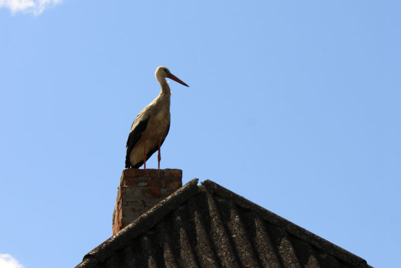 Are Birds Nesting in Your Chimney? We Can Help!